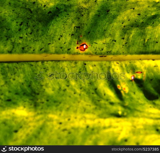 rear of a leaf and the light line veins and concept background