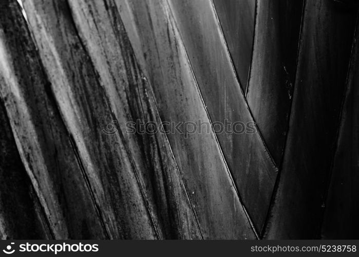 rear of a leaf and the light line veins and concept background