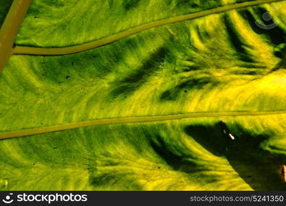 rear of a leaf and the light line veins and concept background