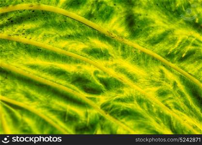 rear of a leaf and the light line veins and concept background
