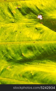 rear of a leaf and the light line veins and concept background