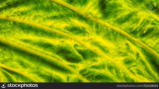 rear of a leaf and the light line veins and concept background