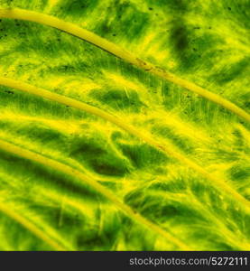 rear of a leaf and the light line veins and concept background