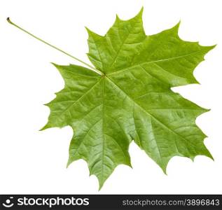 rear side of fresh green maple leaf isolated on white background