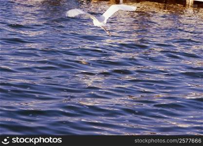 Rear view of a bird flying over the sea