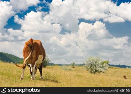 rear view of a cow grazing at summer sunny meadow. cow at meadow