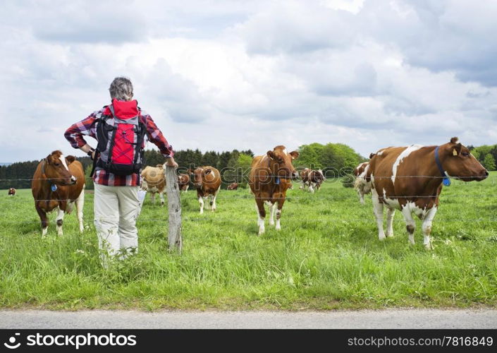 Rear view of a hiker standing by a countryside farmland with cows grazing