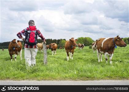 Rear view of a hiker standing by a countryside farmland with cows grazing
