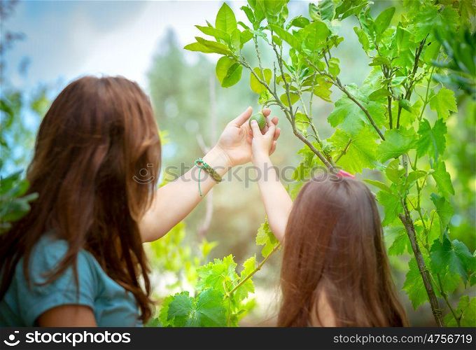 Rear view of a little girl and her mom with interest touching lime fruit in the orchard, young gardeners with pleasure spending time in the garden, happy life in countryside. Happy farmers enjoying harvest