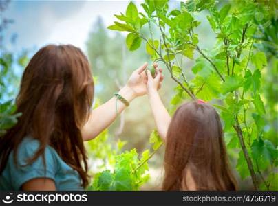 Rear view of a little girl and her mom with interest touching lime fruit in the orchard, young gardeners with pleasure spending time in the garden, happy life in countryside. Happy farmers enjoying harvest