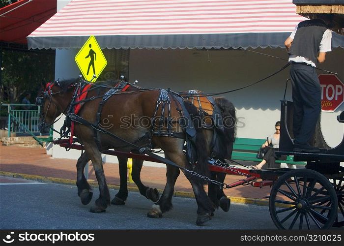 Rear view of a man standing on a horse cart, Savannah, Georgia, USA
