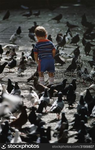 Rear view of a small boy standing amidst pigeons, San Juan, Puerto Rico