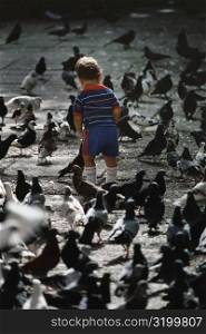 Rear view of a small boy standing amidst pigeons, San Juan, Puerto Rico