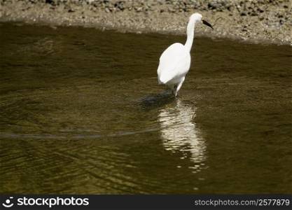Rear view of an egret walking in water