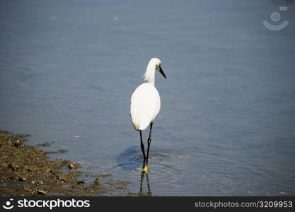 Rear view of an egret walking in water