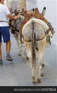 Rear view of donkeys on a street, Rhodes, Dodecanese Islands, Greece