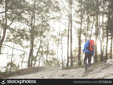 Rear view of male hiker in forest