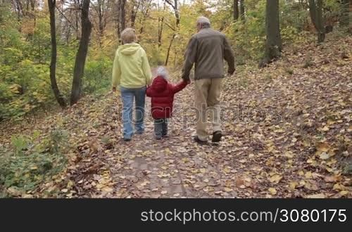 Rear view of multi generation family holding hands walking on footpath in beautiful autumn park. Elderly couple with grandson enjoying leisure in public park, walking on walkway covered with yellow fallen foliage. Steadicam stabilized shot. Slo mo.