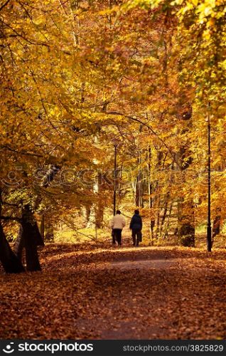 Rear view of senior women walking in colorful autumn forest. Relax in nature active lifestyle