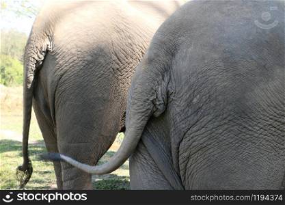 Rear view of two elephants