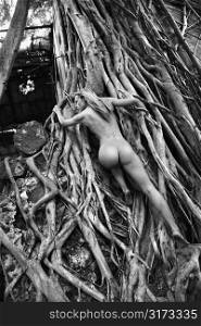 Rear view of young adult Caucasian nude woman climbing up banyan tree roots in Maui.