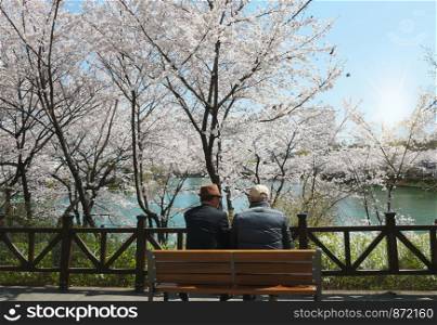 Rear view two old friends sitting on a wooden bench in cherry blossom park and talking to each other
