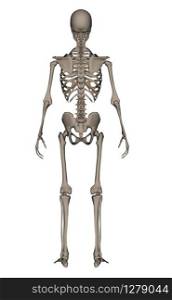 Rearview of human skeleton isolated in white background - 3D render. Human skeleton - 3D render