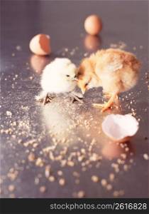 Recently hatched baby chicks and eggshells