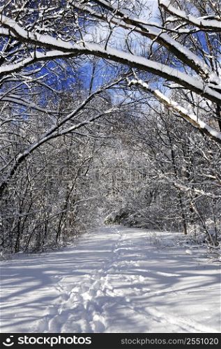 Recreational path in winter forest after a snowfall