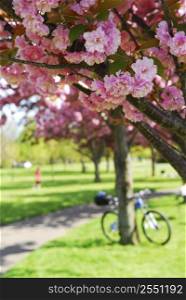Recreational trail among apple trees blooming in spring