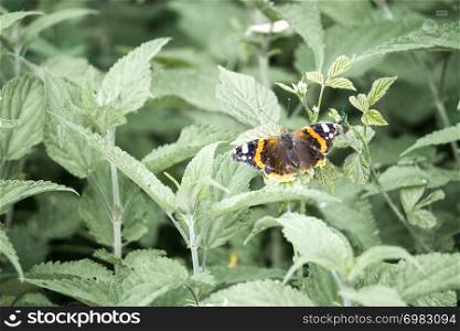 red admiral butterfly on a leaf