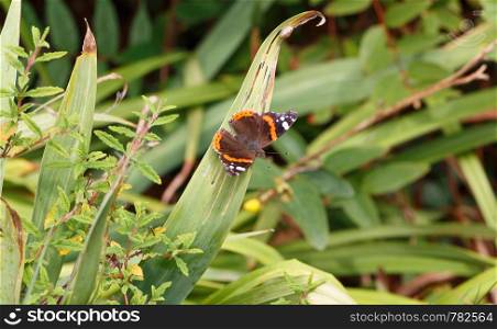 Red admiral butterfly on a leaf in a garden during summer