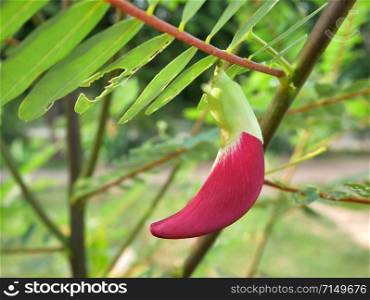 Red Agasta Flower, Sesban or Vegetable humming bird (Sesbania grandiflora). Beautiful flowers hanging on the tree in the garden.