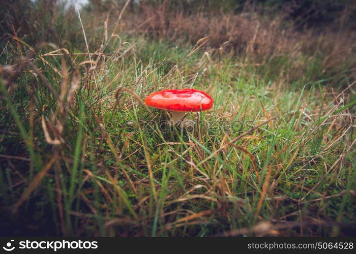 Red Amanita Muscaria fungus on a field in autumn nature