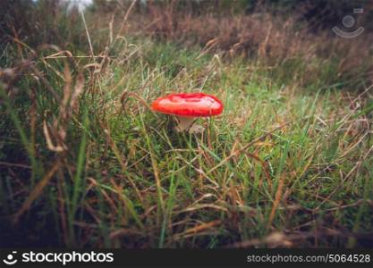 Red Amanita Muscaria fungus on a field in autumn nature