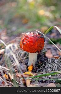 Red amanita mushroom in the forest