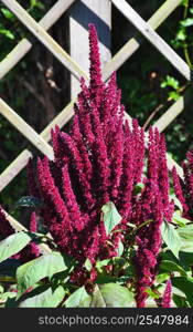 Red amaranth (Amaranthus cruentus)