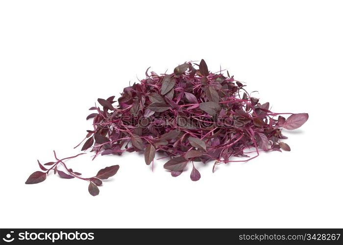 Red Amaranth sprouts on white background