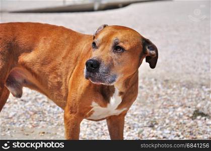 red American pit bull terrier looking away
