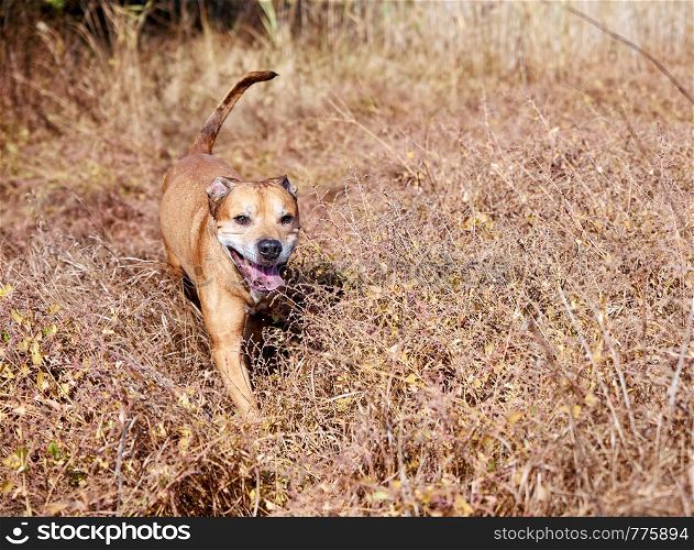 red American pit bulls walking on nature, dog stuck out his tongue and runs fun through the dry grass