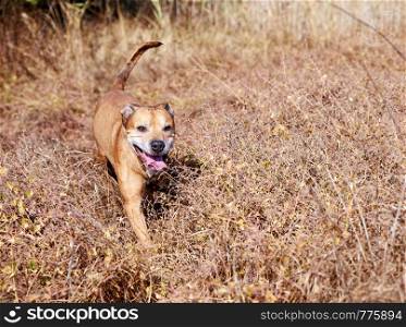 red American pit bulls walking on nature, dog stuck out his tongue and runs fun through the dry grass