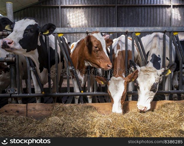 red and black spotted cows feed on dried grass inside dutch farm in the netherlands