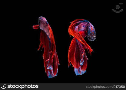 Red and blue betta fish, siamese fighting fish on black background