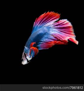 Red and blue siamese fighting fish, betta fish, half moon tail profile, on black background