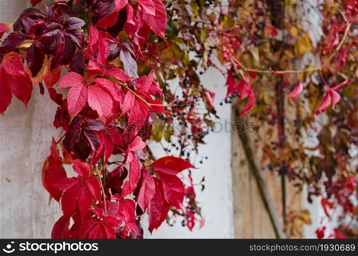 Red and burgundy leaves of maiden grapes on the wall of an old barn, selective focus to the foreground. Autumn background with copy space.