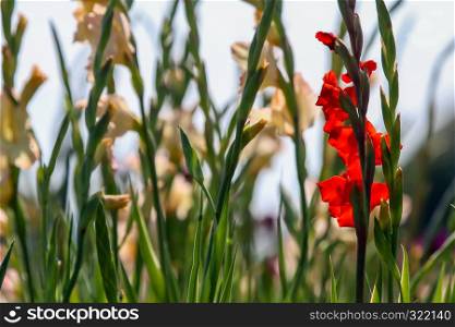 Red and gentle pink gladiolus flowers blooming in beautiful garden. Gladiolus is plant of the iris family, with sword-shaped leaves and spikes of brightly colored flowers, popular in gardens and as a cut flower.