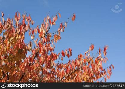 Red and golden leaves in a tree against the blue sky with copy space.