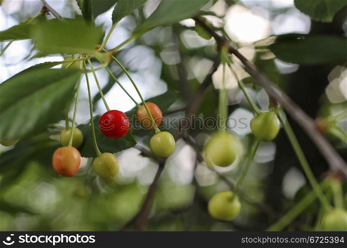 Red and green cherries on the branch of tree
