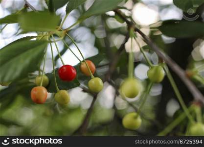 Red and green cherries on the branch of tree