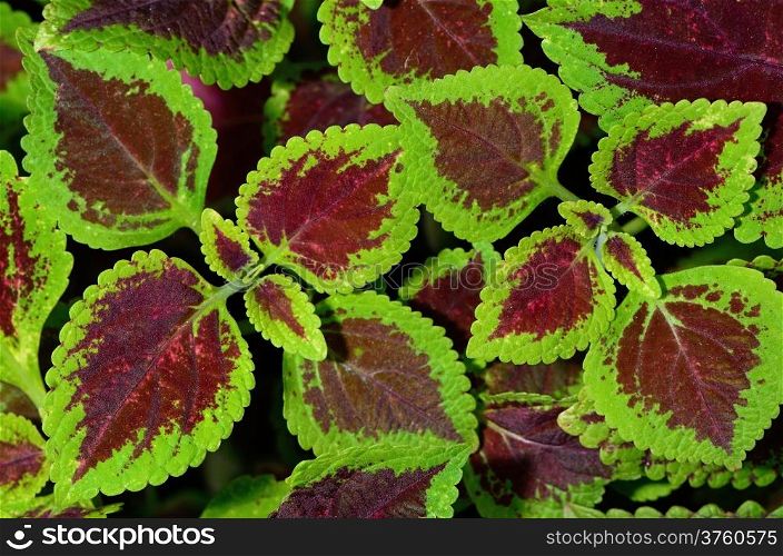 Red and green coleus, closeup for background